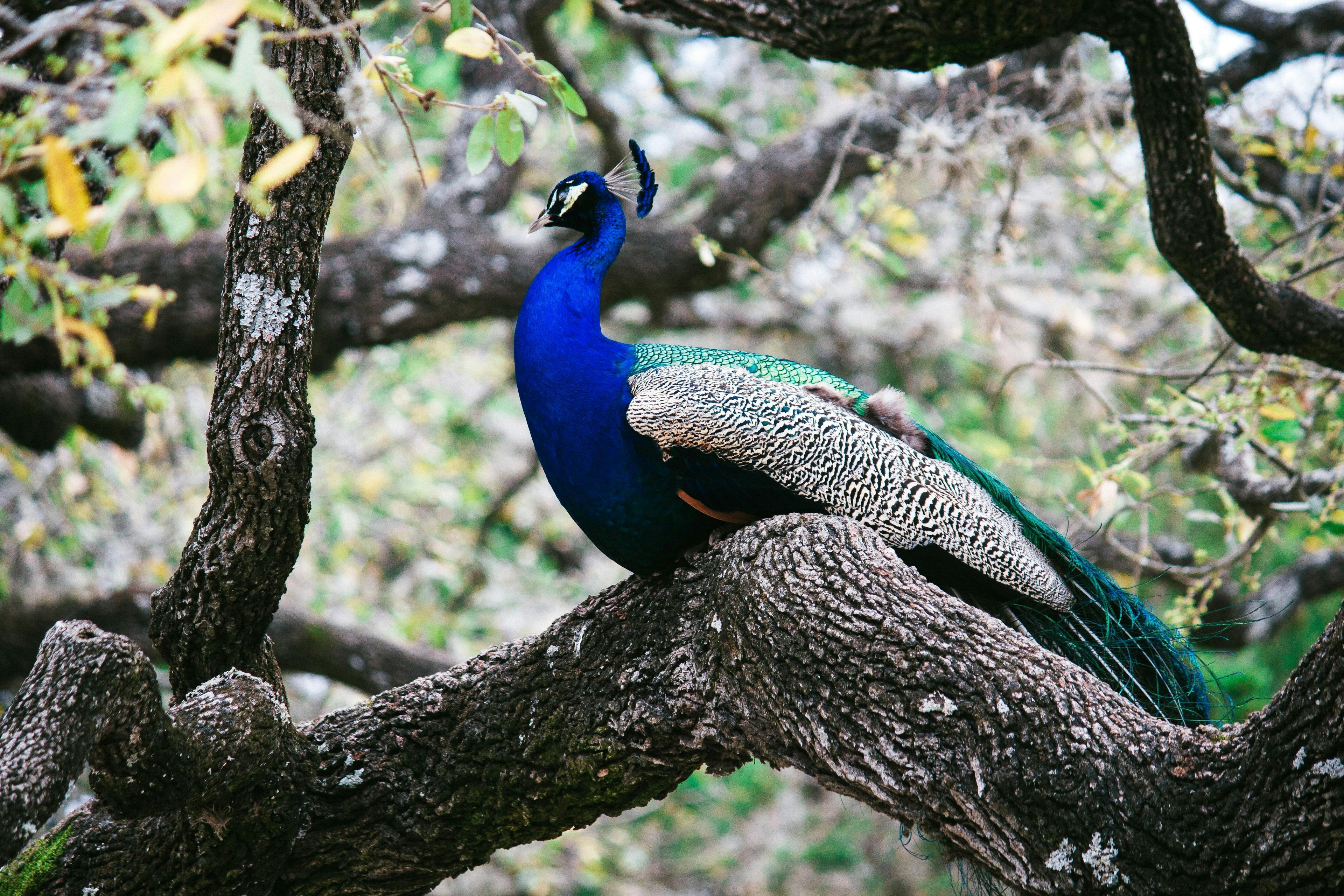 a peacock in a tree