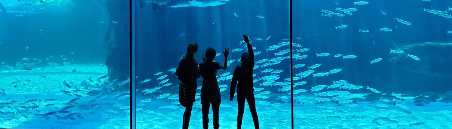 people looking at fish at an aquarium