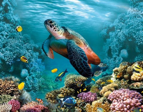 aquarium turtle
