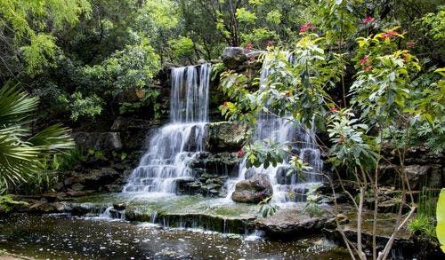 a waterfall in Zilker Botanical Garden