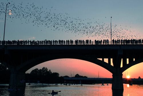 bats flying at sunset