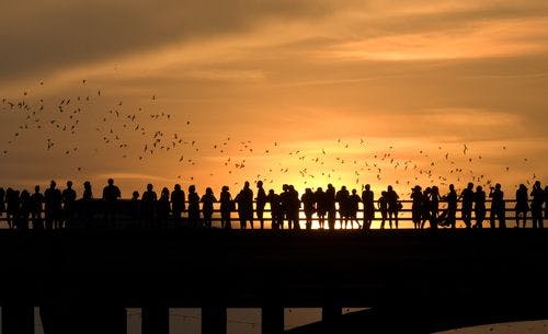 bats flying above a bridge at sunset