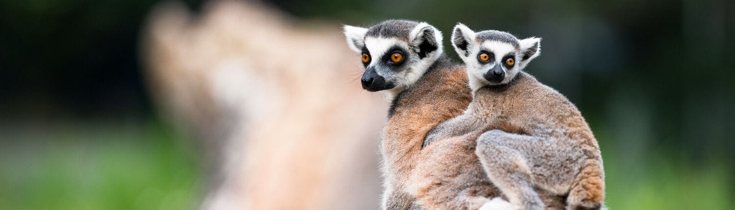 two lemurs