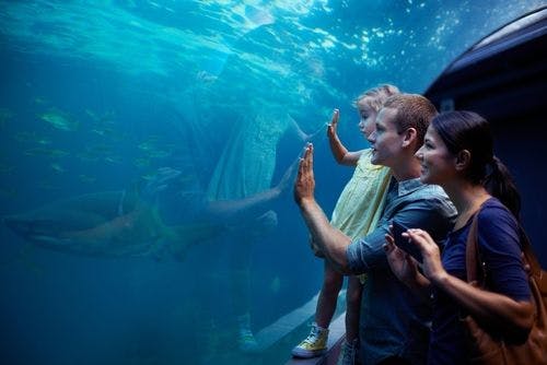 a family at an aquarium