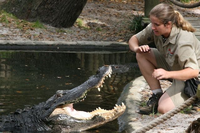 alligator park