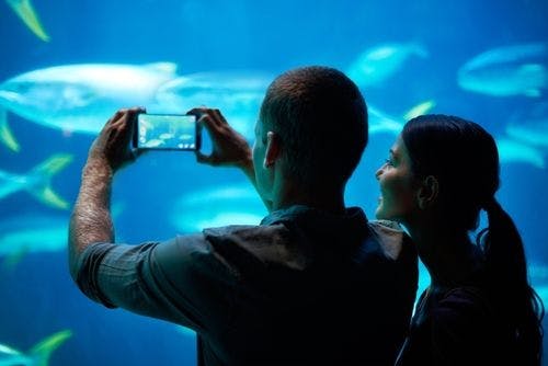 a couple at an aquarium
